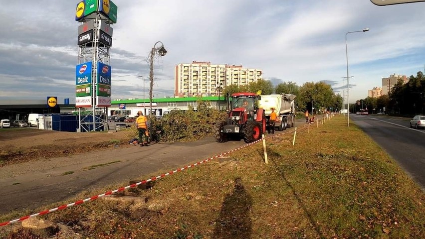 W alei Niepodległości w Częstochowie wycięto ponad 50 drzew