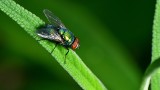 Trik na odstraszenie muchy z domu. Zobacz - wystarczy woreczek z wodą i monetami