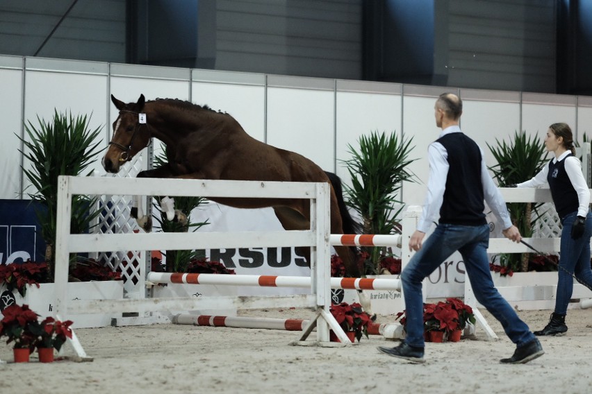 Cavaliada 2017 - zobacz najpiękniejsze konie ras szlachetnych [ZDJĘCIA]