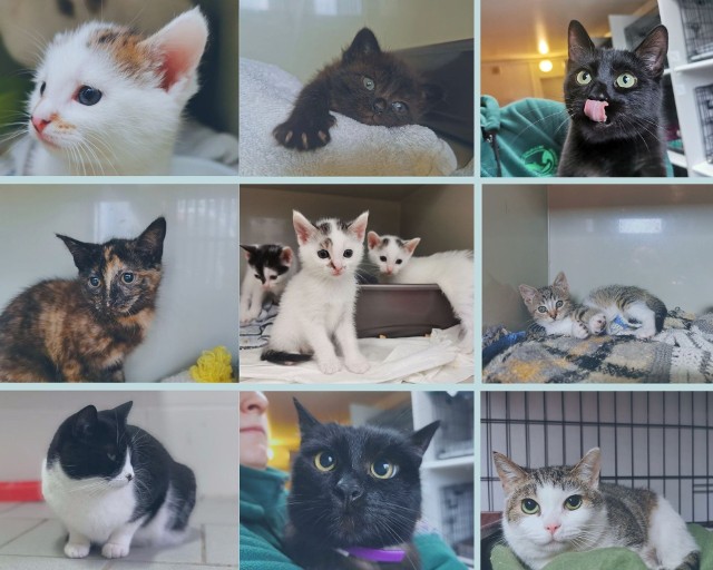 W poznańskim schronisku przez cały rok na kochający dom czekają psy i koty. Aktualnie w schronisku przebywa aż 307 kotów! Większość z nich nie jest jeszcze gotowa do adopcji, ale kilkadziesiąt z nich czeka na kochające domy. W galerii znajdują się wszystkie, które są gotowe i czekają na nowych opiekunów. Aby zobaczyć wszystkie kociaki, przejdź do galerii --->