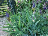 Kalendarium ogrodnika na 29 maja. Irys bródkowy - dumny król ogrodu. Jak sadzić, nawozić i pielęgnować te piękne irysy
