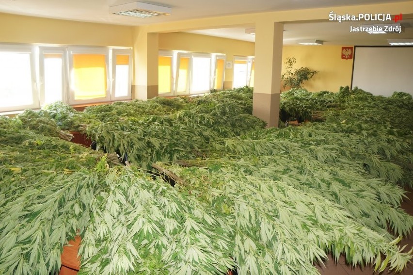 Ogromna plantacja marihuany w lesie. Blisko 300 krzewów