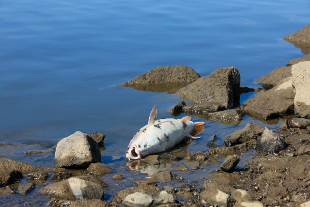 Pierwsze informacje o masowym śnięciu ryb w Odrze zaczęły pojawiać się pod koniec lipca
