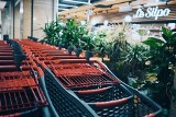 Kupujesz rośliny w supermarkecie? Możesz się naciąć! Zwróć na to uwagę, aby cieszyć się kwiatami długo po ich zakupie