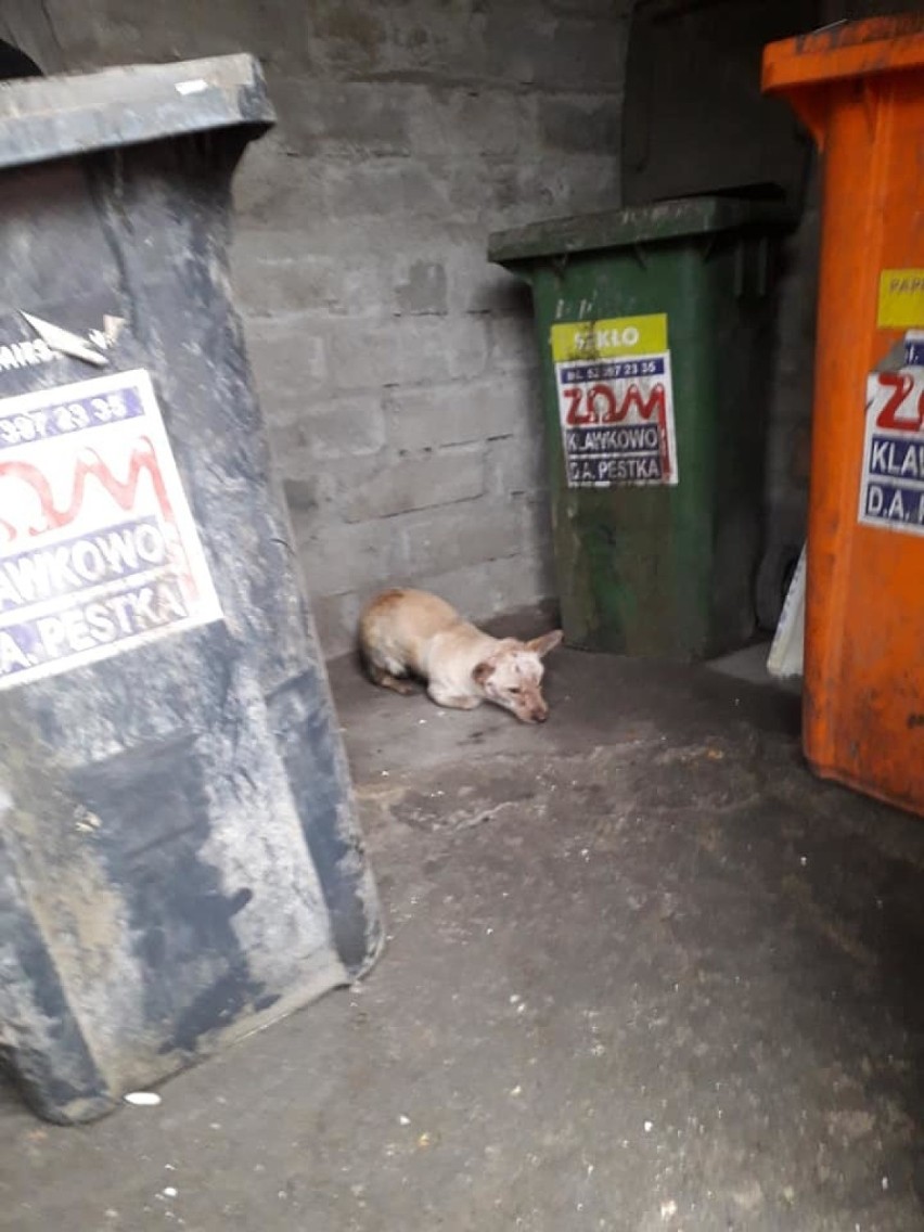 Pieska znaleziono na śmietniku przy ul. Zielonej w...