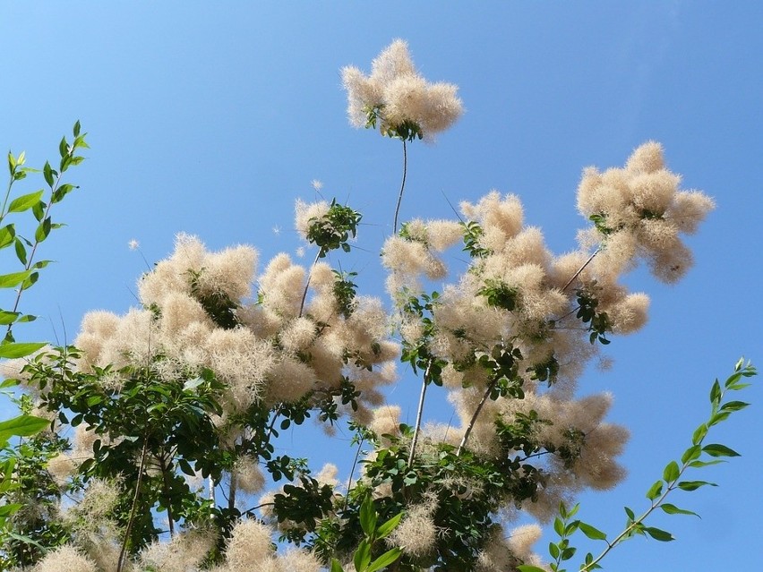 Perukowiec podolski (Cotinus coggygria) łatwo uprawiać. Jest...