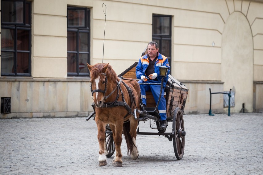 Konna śmieciarka Kom-Eko nie wróci. Już nie zobaczysz koni na deptaku (ZDJĘCIA)