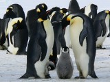 Katastrofa na Antarktydzie. Zginęło blisko 10 tysięcy piskląt pingwinów