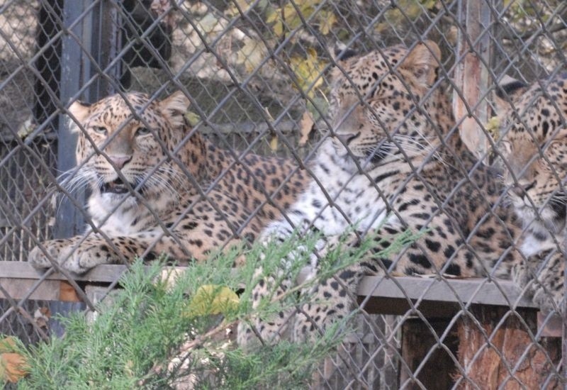 W środę wyjeżdża ostatnia chińska pantera. Łódzkie zoo...