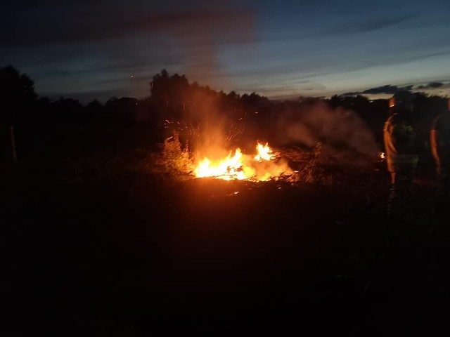 Pożar trawy w Smołdzińskim Lesie