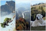 Jesienne góry we mgle. Piękne kolorowe Pieniny - Sokolica, Trzy Korony, Wysoki Wierch  (ZDJĘCIA, WIDEO) 
