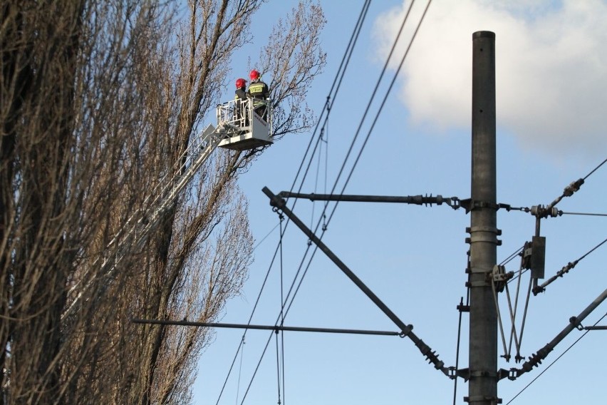 Utrudnienia na Ślężnej. Strażacy ścieli drzewo pochylone nad trakcją (ZDJĘCIA)