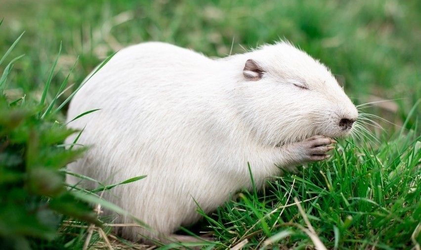 Nutrie w Rybniku stały się nieoficjalną maskotką miasta