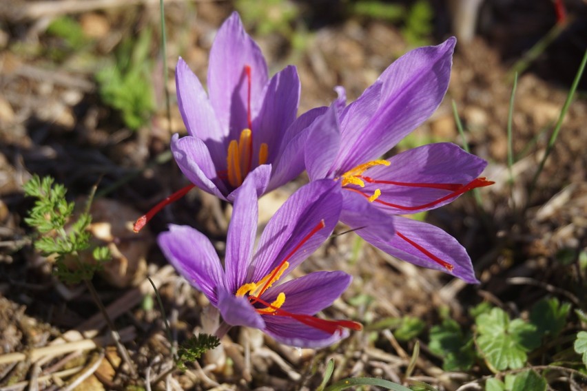 Krokus uprawny należy do jesiennych krokusów. Długie,...