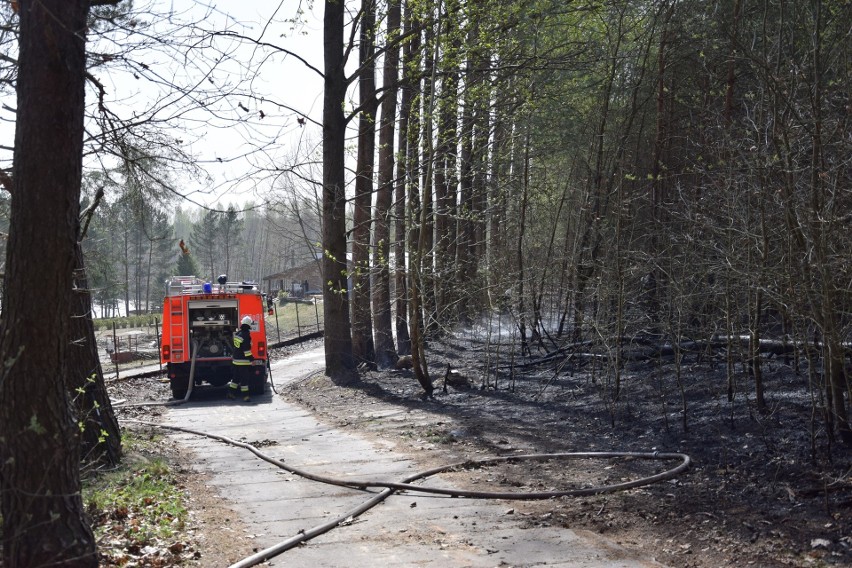 Pożar lasu w podmiasteckim Świeszynie