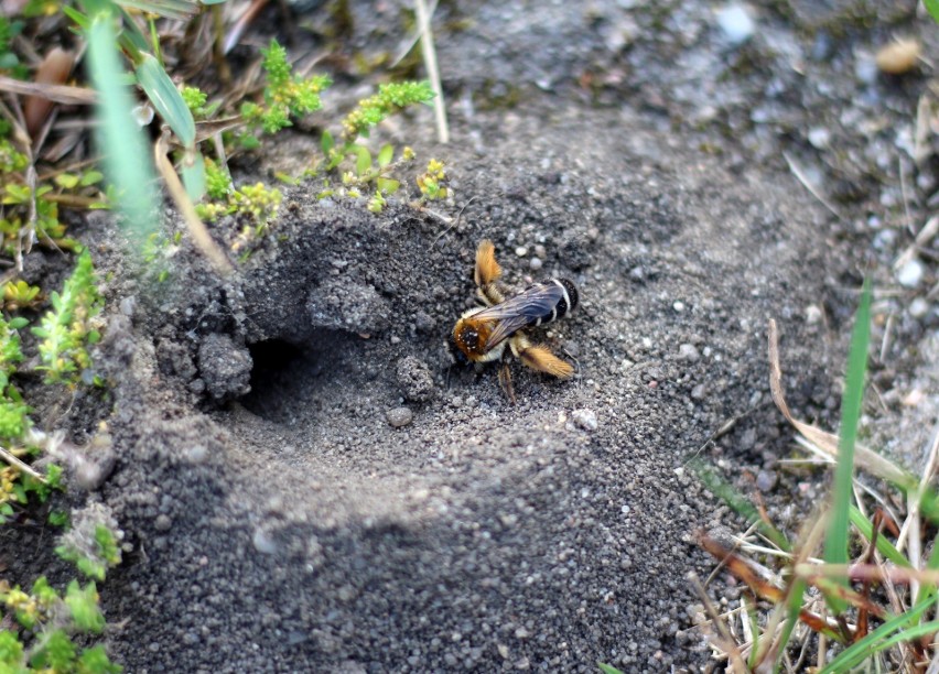 Obrostka letnia to pospolita pszczoła piaszczystych terenów....
