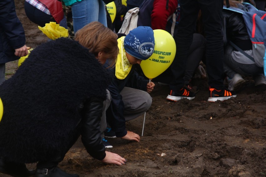 W Żorach zasadzili prawie 1000 żonkili, tworząc "Pole Nadziei" przy hospicjum