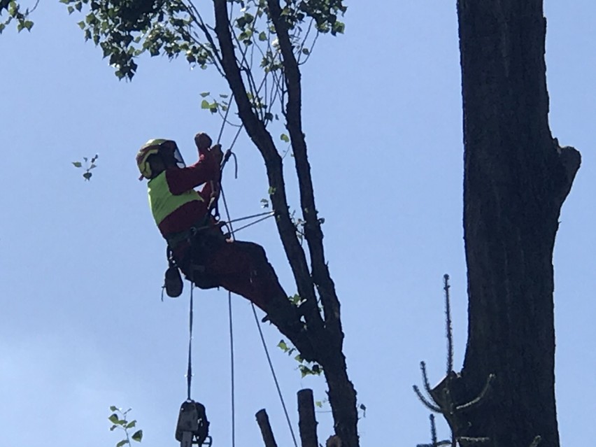 Z Sępolna znikają topole. Matka Boska ich nie obroniła