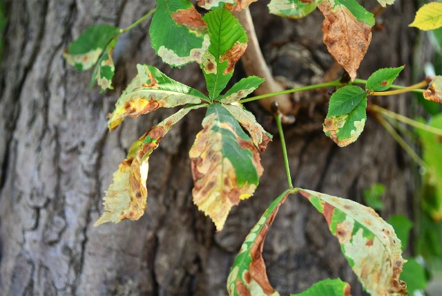 Poskręcane, żółte liście - tak wyglądają kasztanowce w Leśniczówce, ale i w innych parkach.