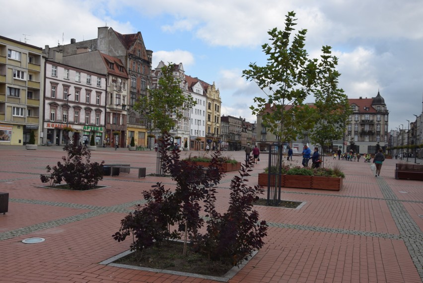 Posadzone w tym roku drzewa na bytomskim rynku podobają się mieszkańcom, ale okazało się, że są chore