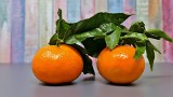 Lubsz jeść słodkie mandarynki? Te wskazówki pomogą ci je dobrze wybrać. Sprawdź, jak odróżnić słodkie i soczyste mandarynki od kwaśnych