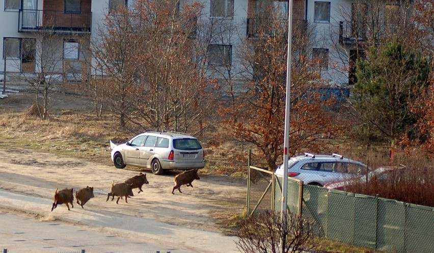 Wrocław: Dziki zrobiły rajd przez Maślice [ZDJĘCIA]