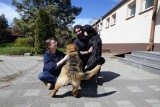 Psy szkolone do pracy w służbach specjalnych z Ukrainy czekają na transfer w poznańskim schronisku [ZDJĘCIA]