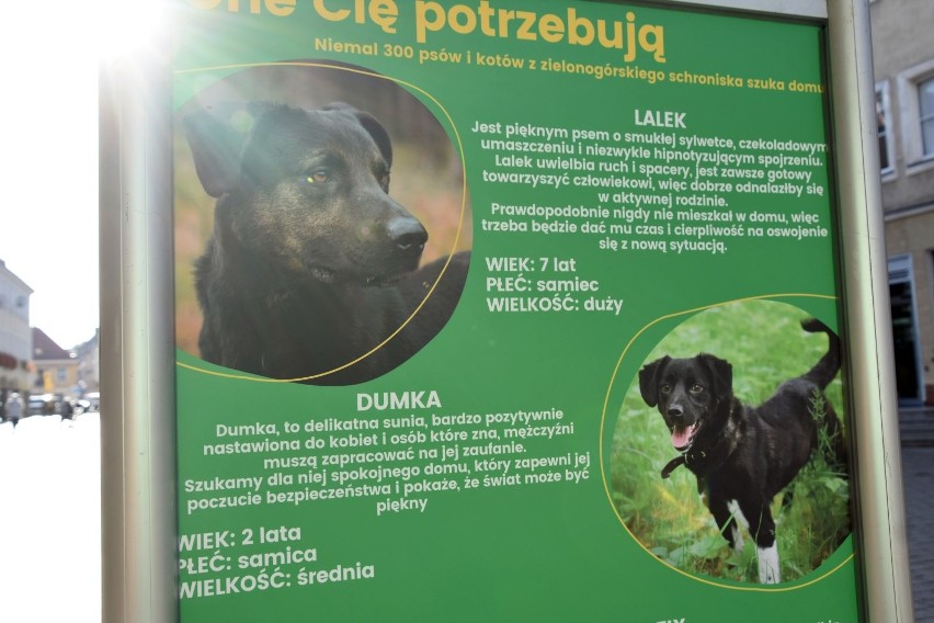 Wystawa na zielonogórskim deptaku o bezdomnych psach i...