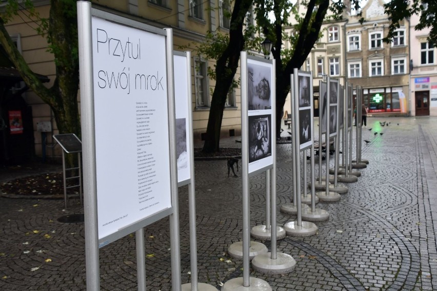 "Przytul swój mrok" - wystawa na zielonogórskim deptaku