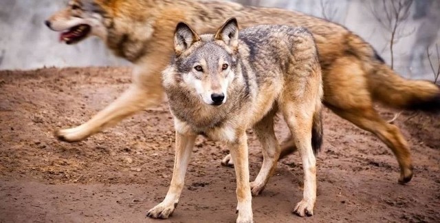 W lasach Nadleśnictwa Turawa, wilki można zaobserwować od co najmniej dwóch lat. Zdjęcie ilustracyjne.