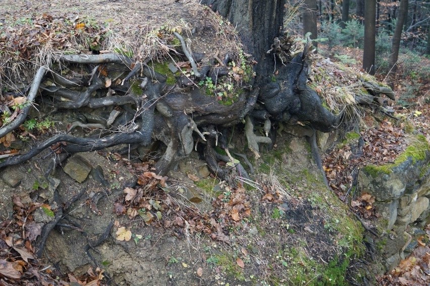 Korzenie przerastają mury ruin zamku