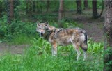 Coraz więcej wilków pojawia się na terenie jasielszczyzny. Podchodzą pod zabudowania, widać coraz więcej zagryzionych zwierząt leśnych