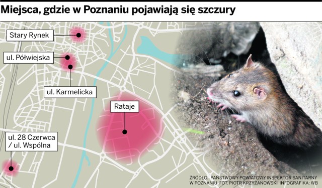 Szczury w Poznaniu. Czy to już inwazja?