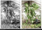 Kraków sprzed lat: ogromne kaktusy i rozłożyste palmy w sercu miasta. Ogród Botaniczny UJ zachwyca od wieków! Archiwalne zdjęcia w kolorze