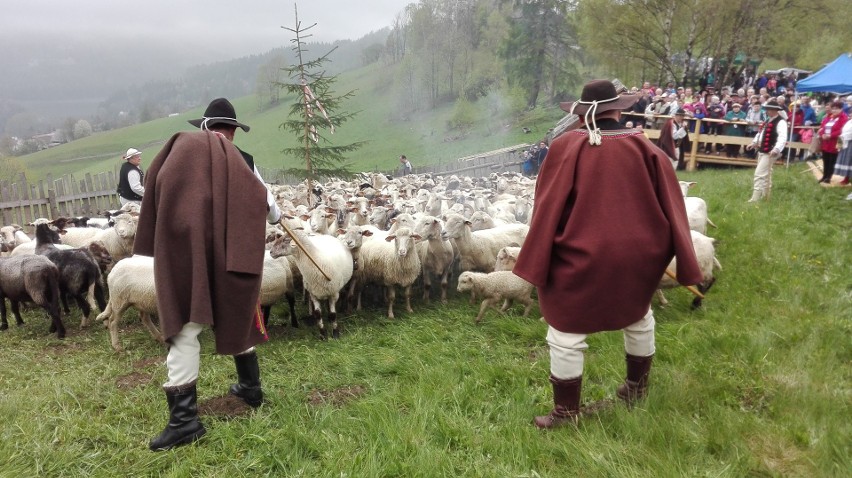 W Wiśle, na Cieńkowie, pasterze wymiyszali owce ZDJĘCIA