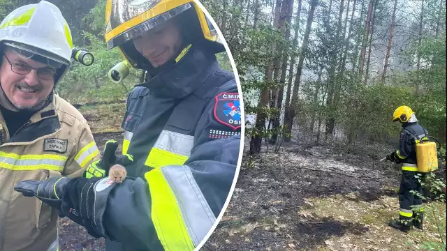 Podczas akcji w Tumlinie Osowej strażacy uratowali przed ogniem myszkę