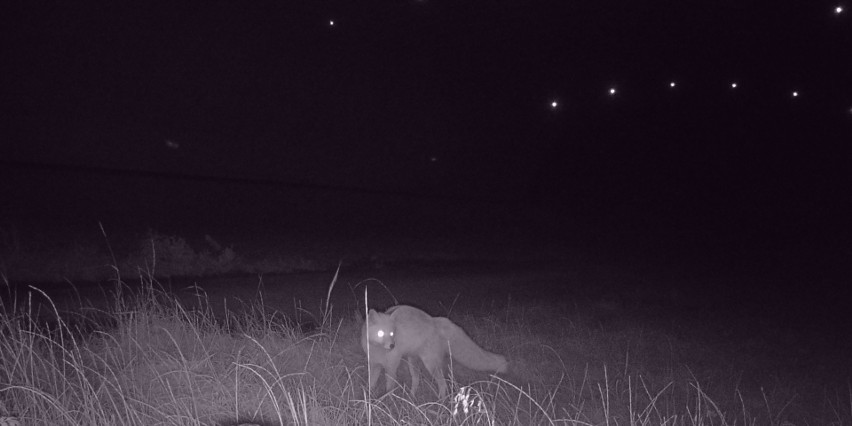 Wilki i inne zwierzęta uchwycone przy S3 niedaleko Goleniowa
