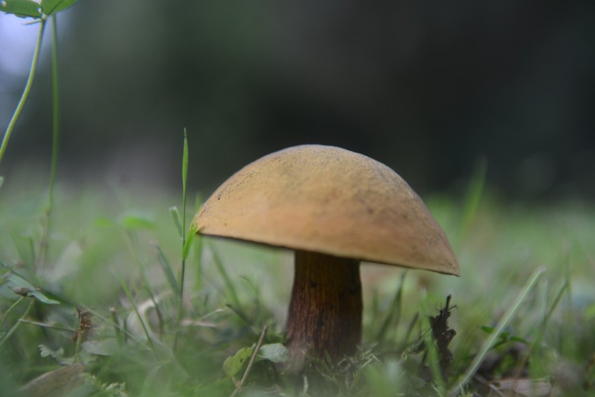Mobilny atlas grzybów przyda się w identyfikowaniu zbiorów -...