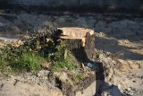 39 drzew do wycięcia w pień przy budowie deptaka w Jastrzębiu. Mieszkańcy oburzeni. Miasto przeprasza i obiecuje, że zieleni będzie więcej