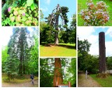 Barwy lata w ogrodzie dendrologicznym w Glinnej [ZDJĘCIA]