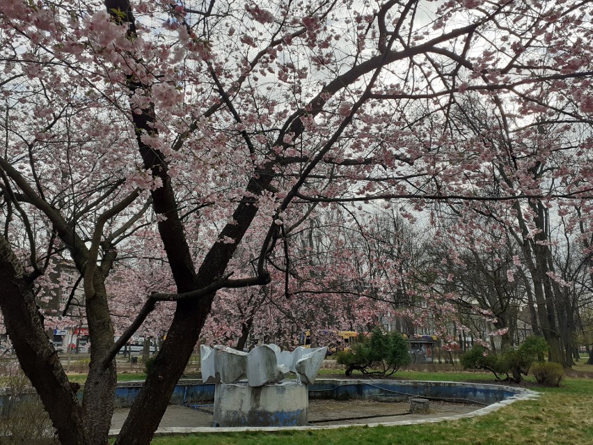 Cebulice, magnolie i inne oznaki wiosny, można już zobaczyć...