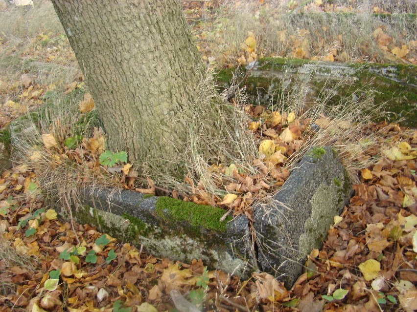 Zapomniane cmentarze ewangelickie na Pomorzu. Rozkradzione groby zbiorowej niepamięci [ZDJĘCIA]