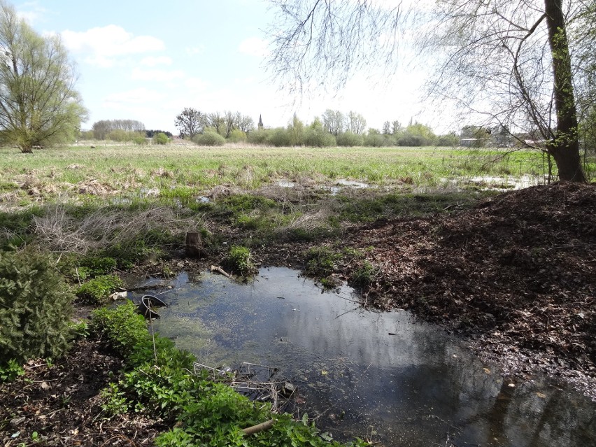 Trzciel położony jest przy bardzo podmokłych terenach.