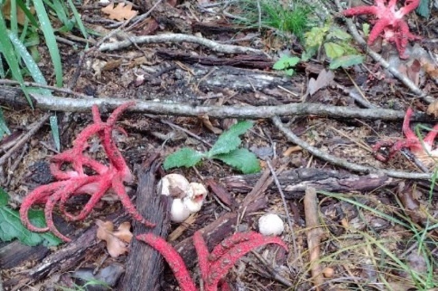 Ten grzyb został znaleziony na Dolnym Śląsku