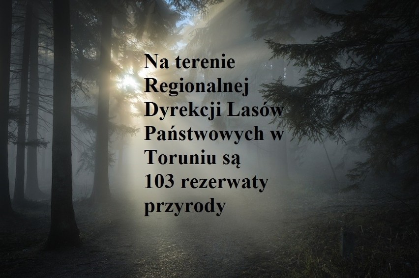 10 faktów o lasach na Kujawach i Pomorzu. Dziś Dzień Lasu [zdjęcia]