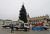 Kraków. Na Rynku Głównym trwa ubieranie świątecznej, żywej choinki [ZDJĘCIA]