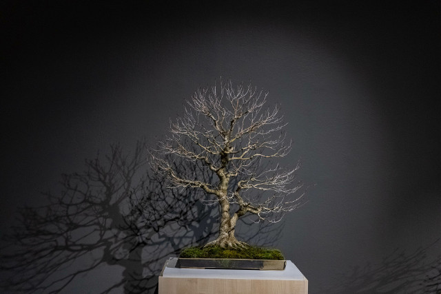 Krakw. Jedynie przez kilka dni w Mangghdze wystawa ikebany i bonsai. Tak  japoskie muzeum wituje 30 lat istnienia | Dziennik Polski