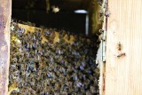 Zakupiono rodziny pszczele i wsiedlono je do wcześniej przygotowanych barci. Inną opanowały dzikie pszczoły [ZDJĘCIA]