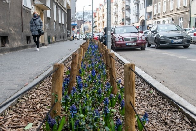 W miejscu parkujących na chodnikach samochodów, na jeżyckich ulicach sadzona jest zieleń. Te hiacynty posadzono przy ul. Poznańskiej i Jeżyckiej. Zieleń ma też trafić na skrzyżowanie Galla Anonima i Jana Kassyusza