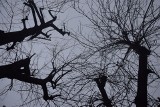 Drzewa w Częstochowie zostały zbyt drastycznie przycięte? Mieszkańcy alarmują i apelują o zaprzestanie prac